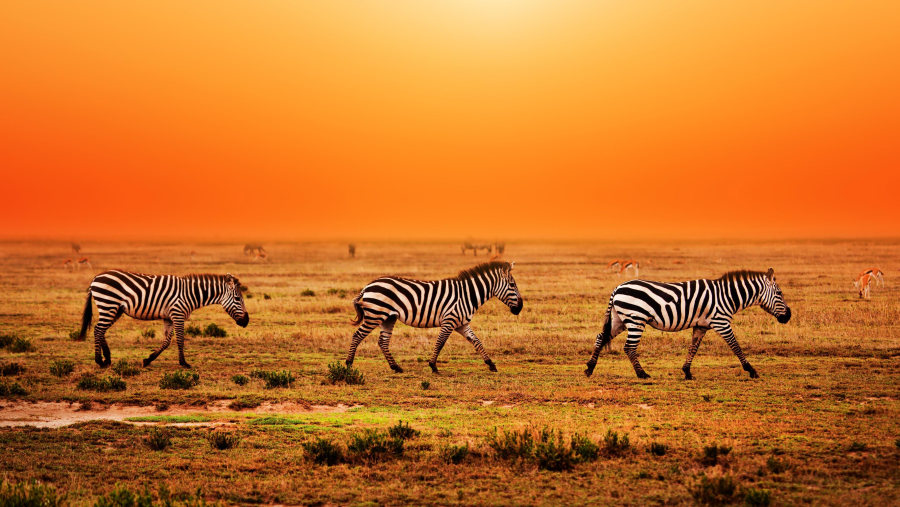 Zebras at Serengeti National Park