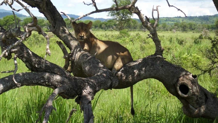 Spot Lions in Mikumi