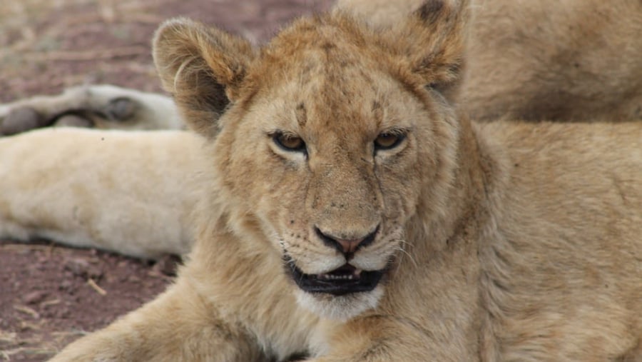 Lion cub at Ngorongoro Crater