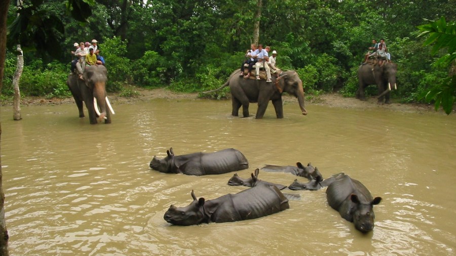 Rhinos near a small pond in Chitwan National Park