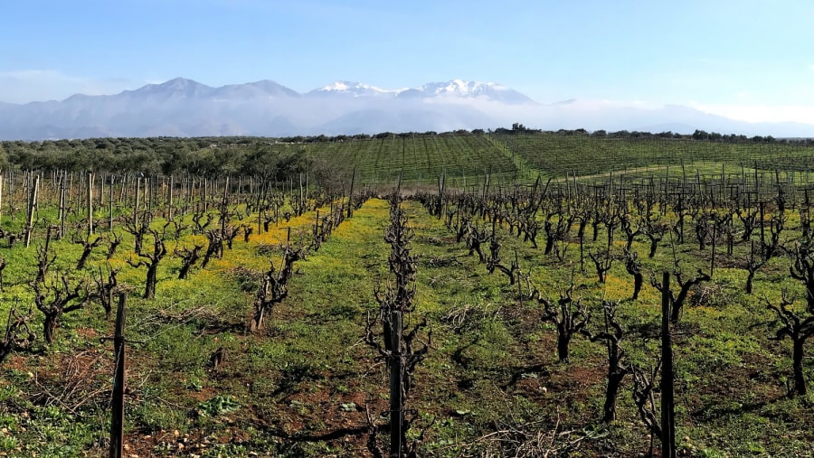 Winter Vineyards