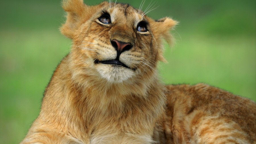 Lion at Serengeti National Park