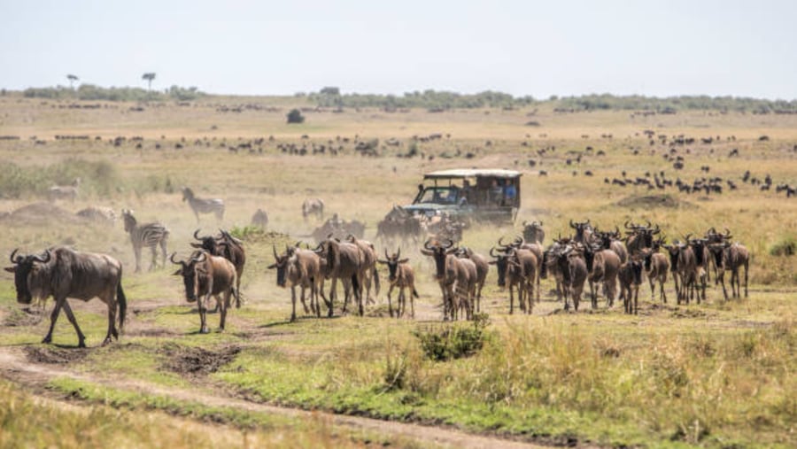 See Herds of Wildebeest