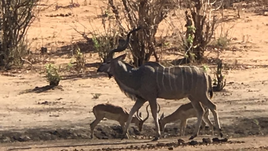 Kudu and Impala 