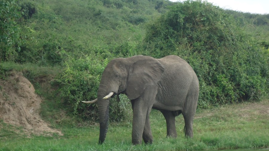 Banks of Kazinga Channel, Queen Elizabeth National Park