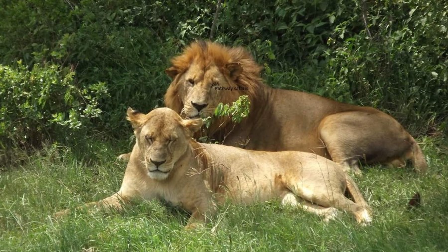 Lions at Masai Mara National Reserve