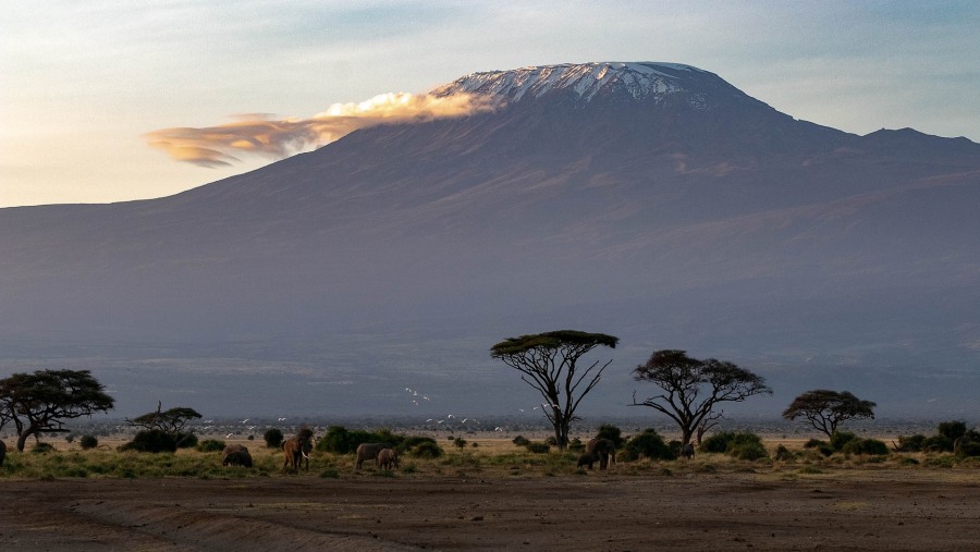 Admire Mount Kilimanjaro