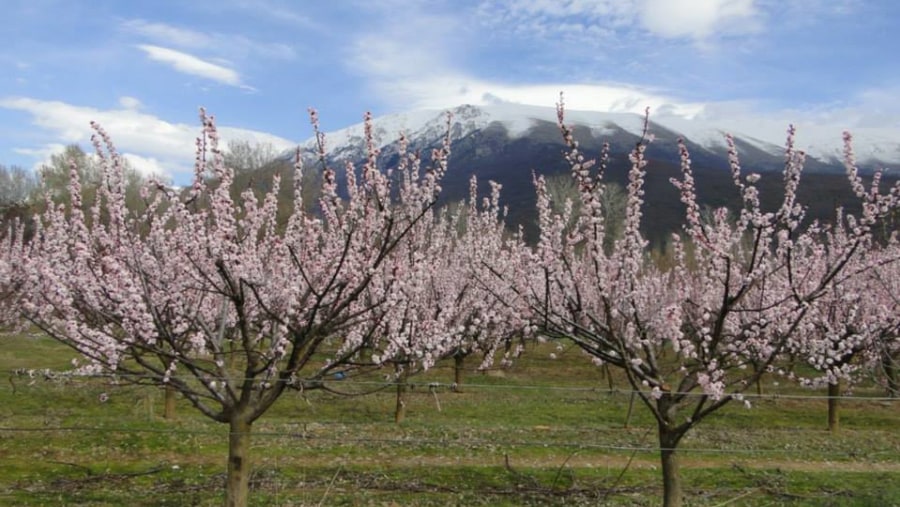 Peach in Spring in Macedonia