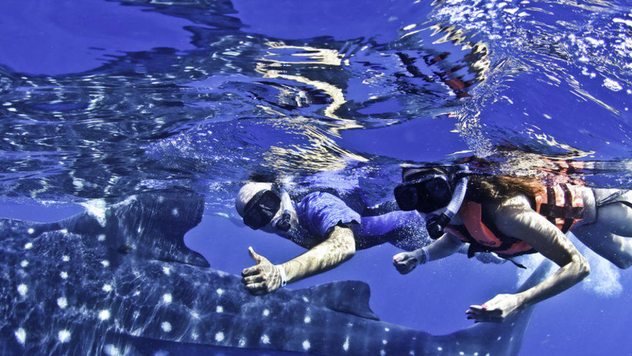 Snorkeling With Whale Sharks In Isla Mujeres