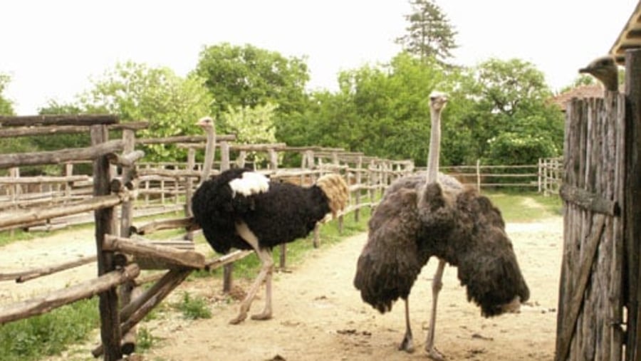 The Blue Ostrich Farm in Village of Brestnitsa