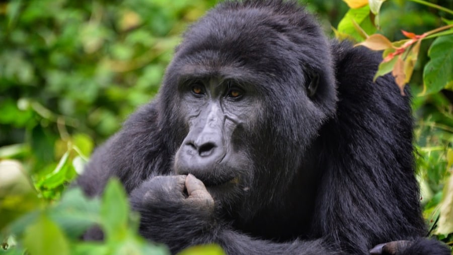 Gorilla Tracking in Bwindi