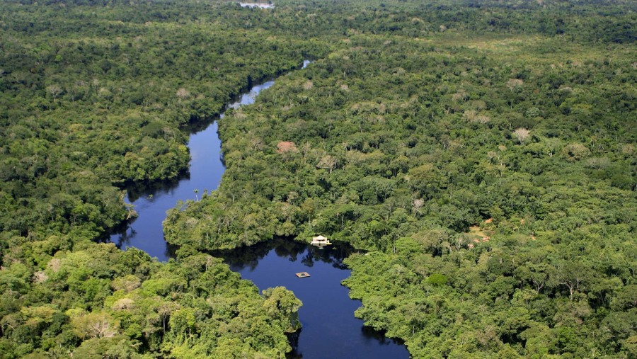 Pantanal jungle