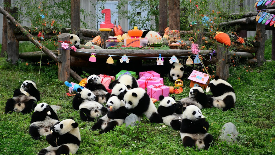 Chengdu Panda Breeding Research Center in China