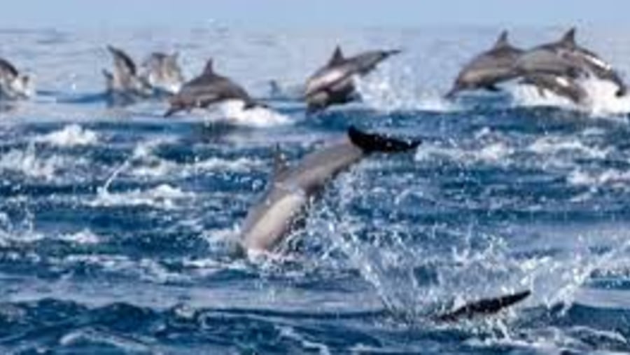 Dolphins