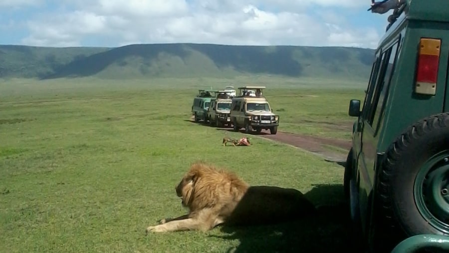 Lion spotted at Ngorongoro 