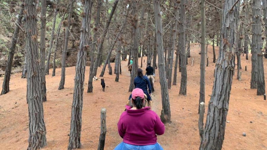 Horse Ride through the Forests