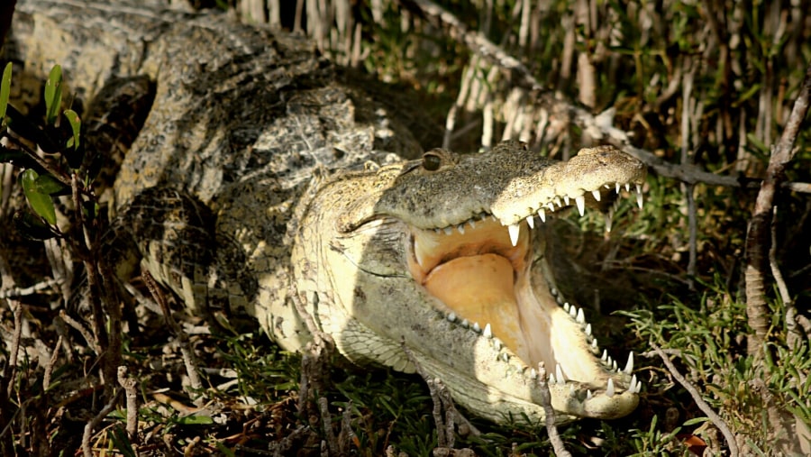 Crocodile at Sian Ka'an