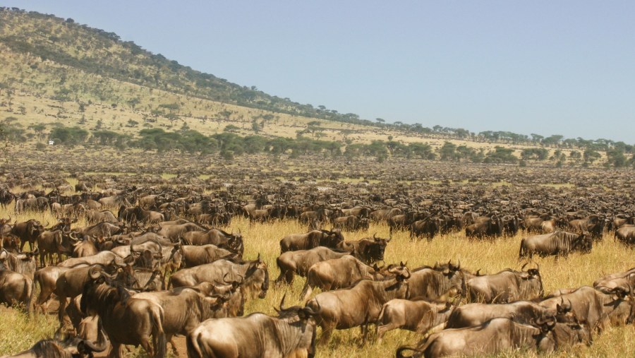 Wildebeests at Serengeti National Park