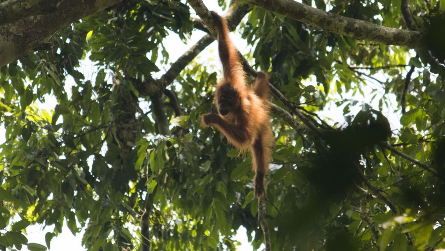 Spot orangutans swinging on the branches of the trees