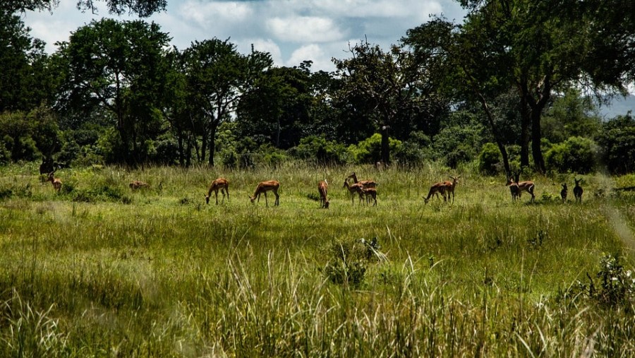 Deers Grazing in the Forestland