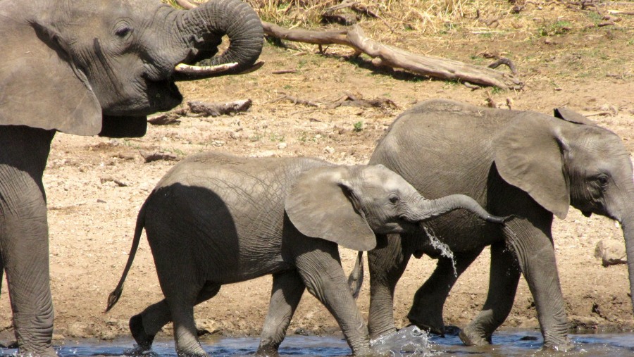 Elephants at Serengeti National Park