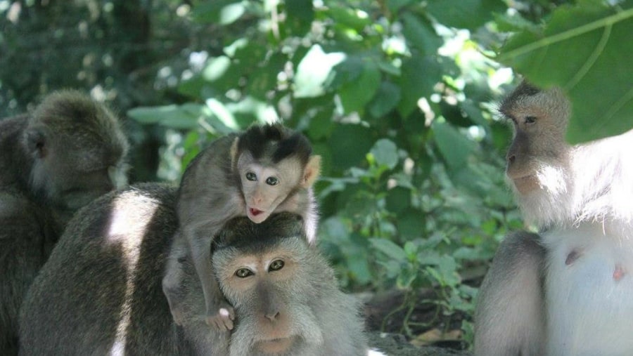 Explore the Ubud Monkey Forest, Bali