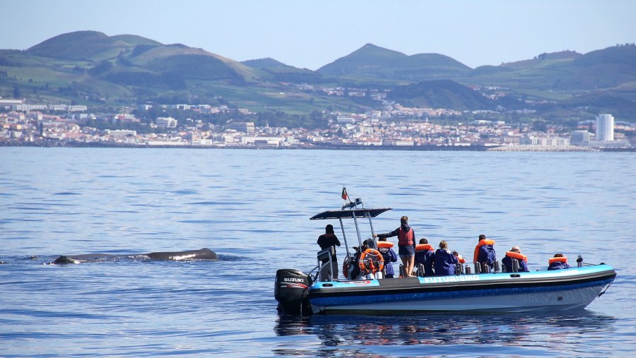 Zodiac close to a  curious sperm whale