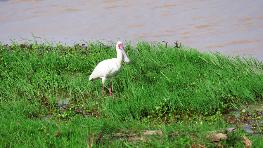 African Spoonbill