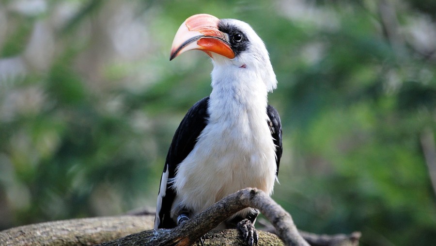 Hornbill in Kakum National Park