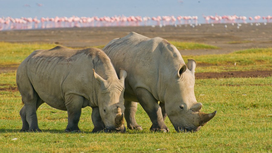 Rhinos near Lake Nakuru