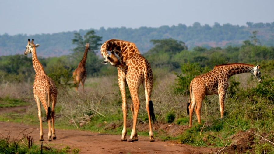 Giraffes at Akagera National Park