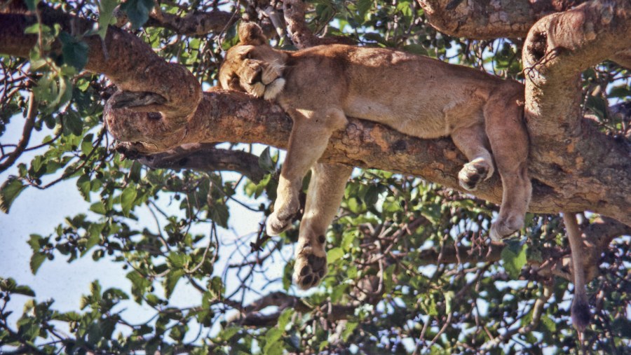 A sleeping lion in Queen Elizabeth National Park 