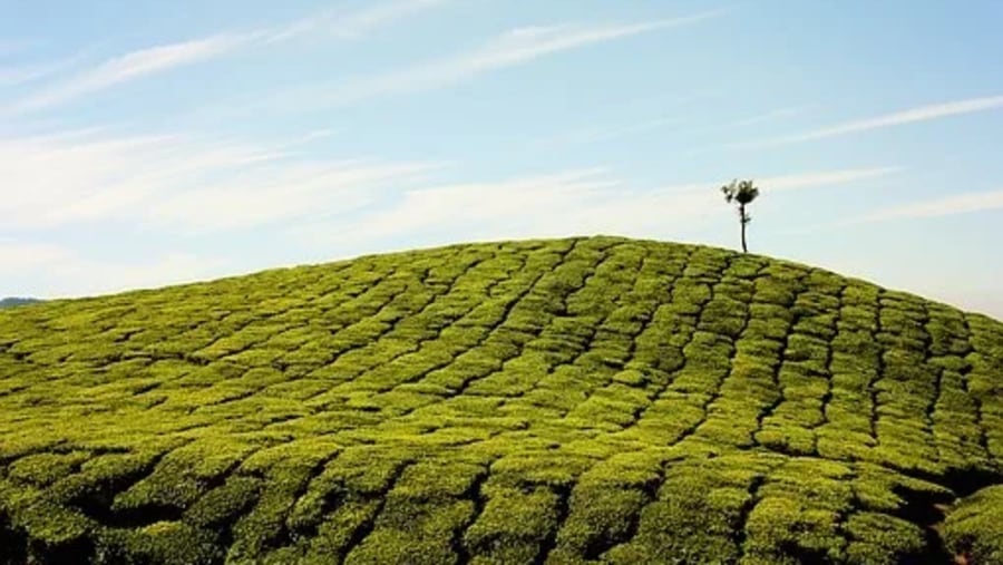 Tea plantation