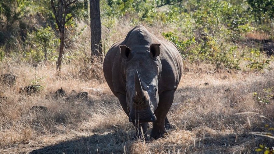 White Rhino in Mosi-oa-Tunya National Park