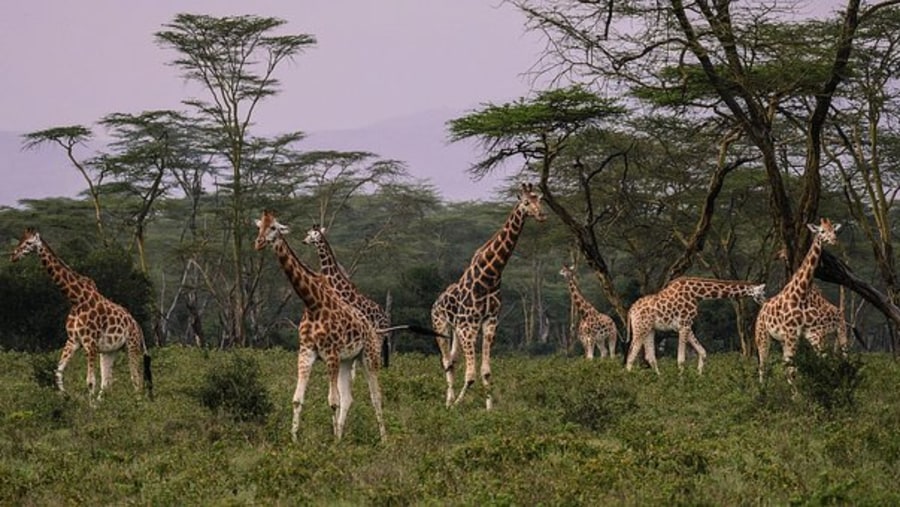 Giraffes in Lake Nakuru National Park