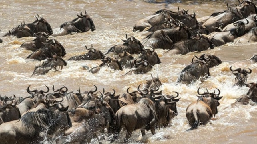 Migration at Serengeti National Park