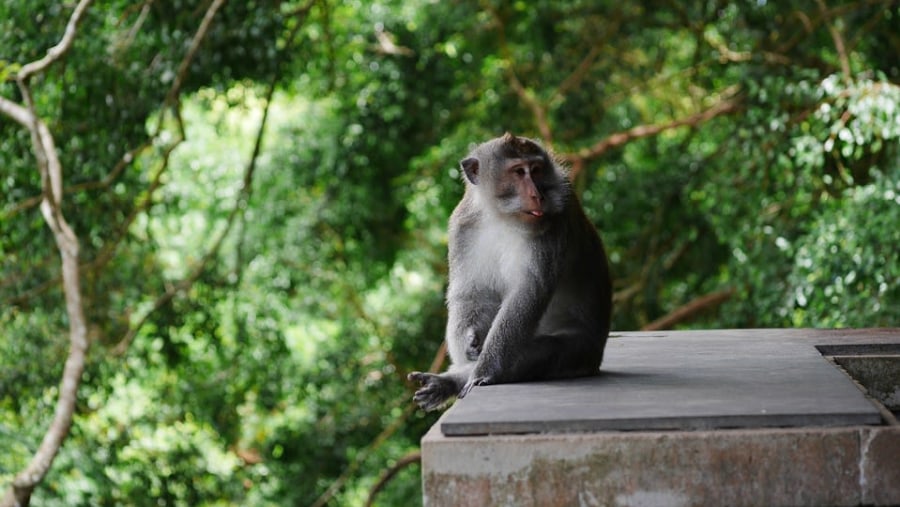 Monkey At Sacred Monkey Forest Sanctuary, Indonesia