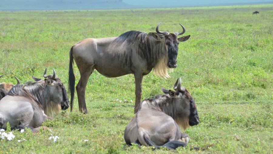 Wildebeests At Serengeti National Park