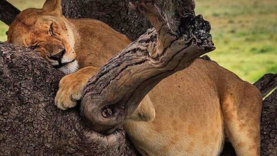 Lion in Lake Manyara National Park