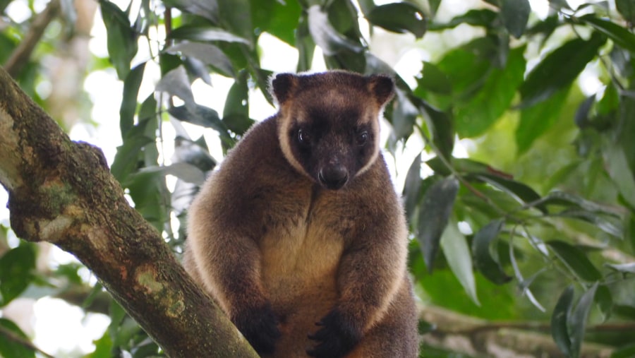 Tree Kangaroo