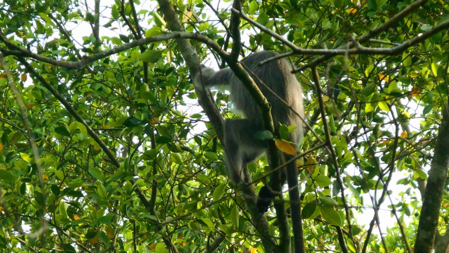 Monkeys are a common sight near the groves.