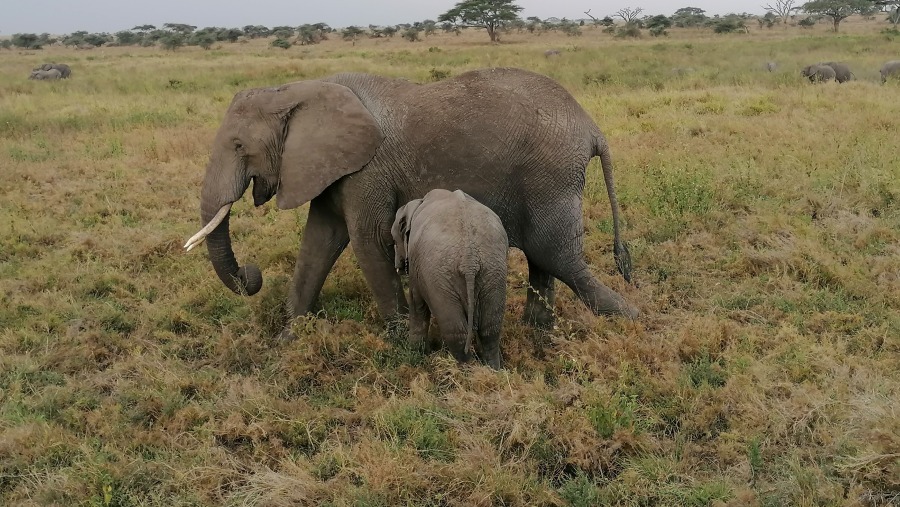 Tarangire National Park