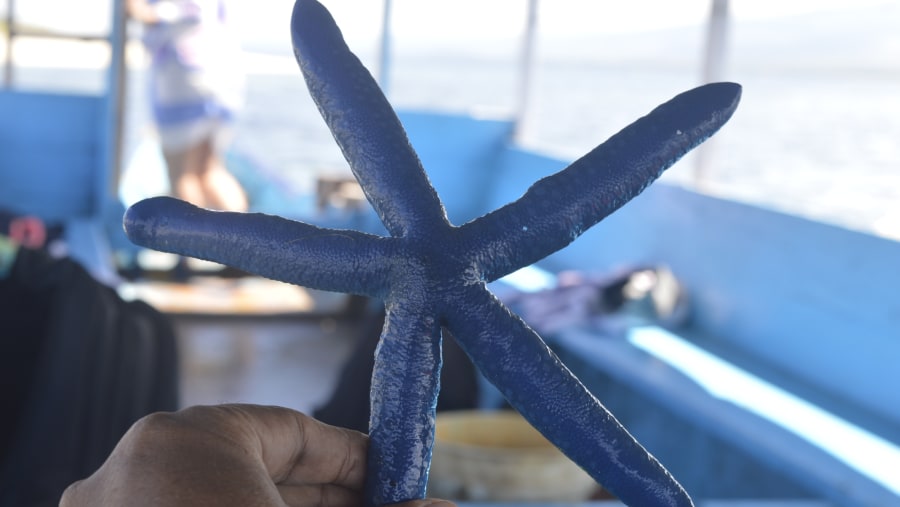 Blue Starfish at Gili Bidara