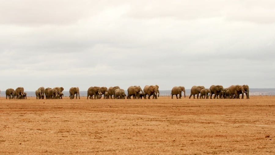 Herds of Elephants at Serengeti National Park