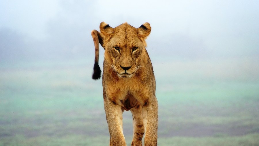 Masai Mara