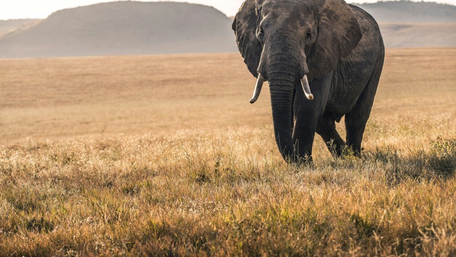 Indian elephant