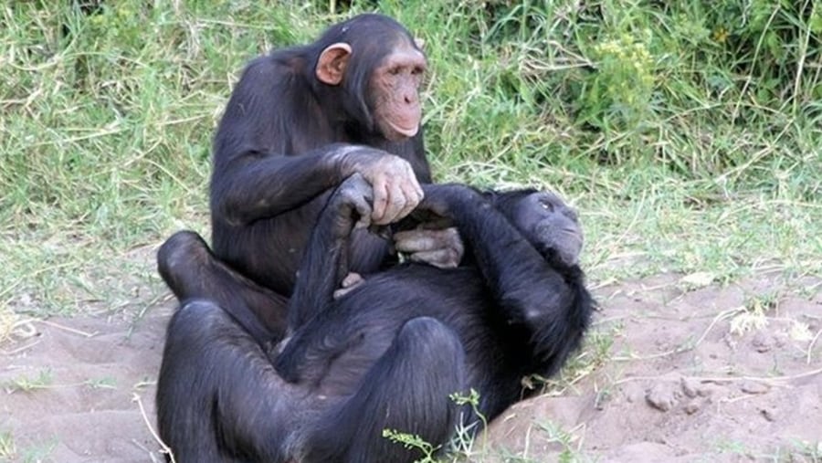 Chimpanzees at Ol Pajeta