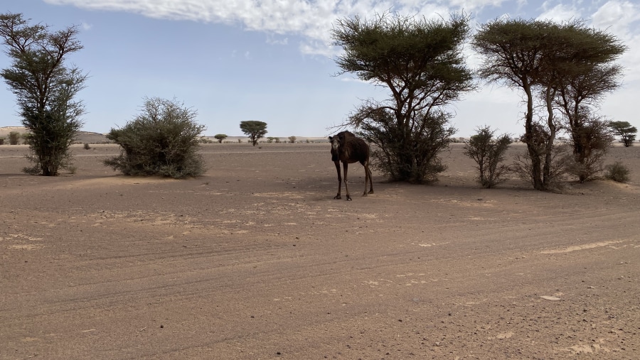 Camels in the Sahara Desert