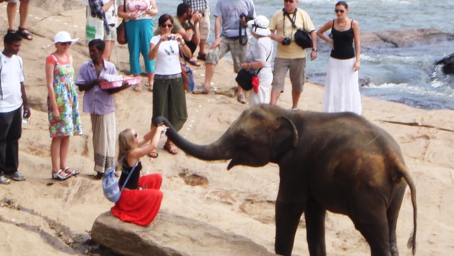 Hand feeding to a baby elephant 