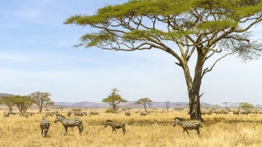 Herd Of Zebras Eating Grass On Savannahs Of Africa